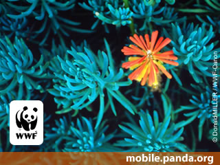 Nokia E75 review – software WWF flower Nokia E75 review – software